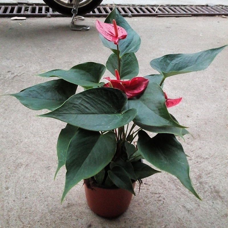 雅藝花卉